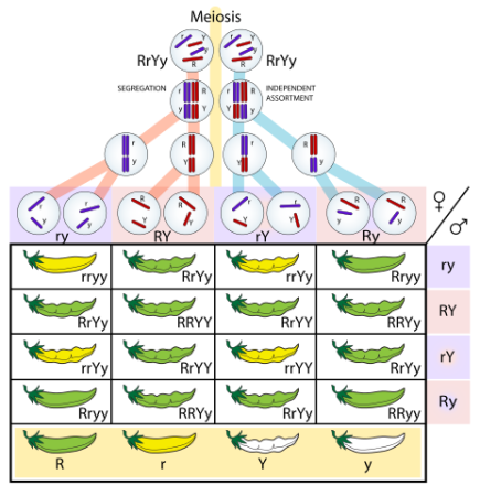 Diagram illustrating Mendelian inheritance principles